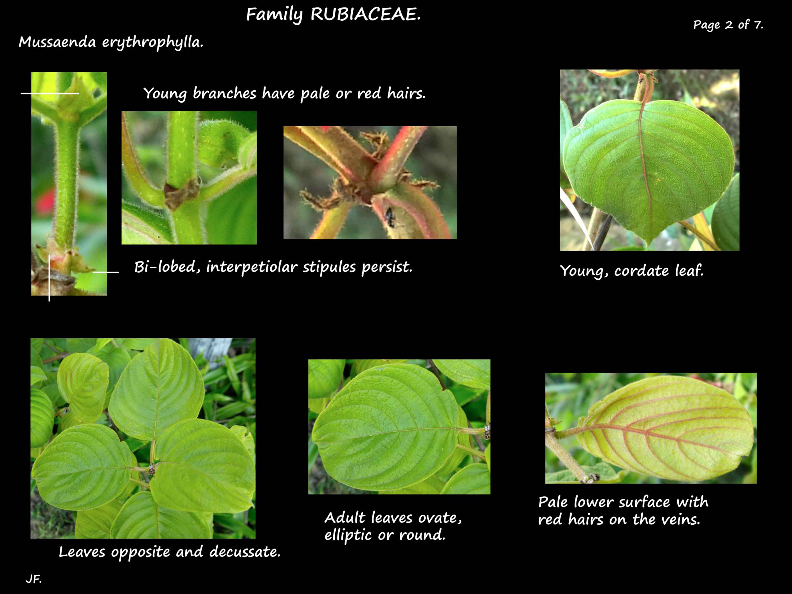 2 Mussaenda erythrophylla leaves